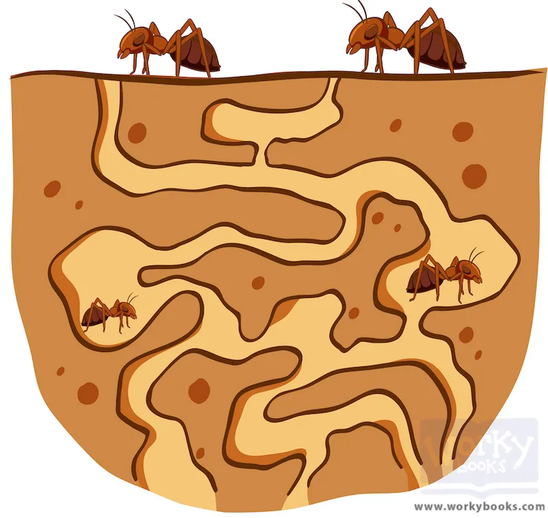 ant colony with ant characters in different tunnels.