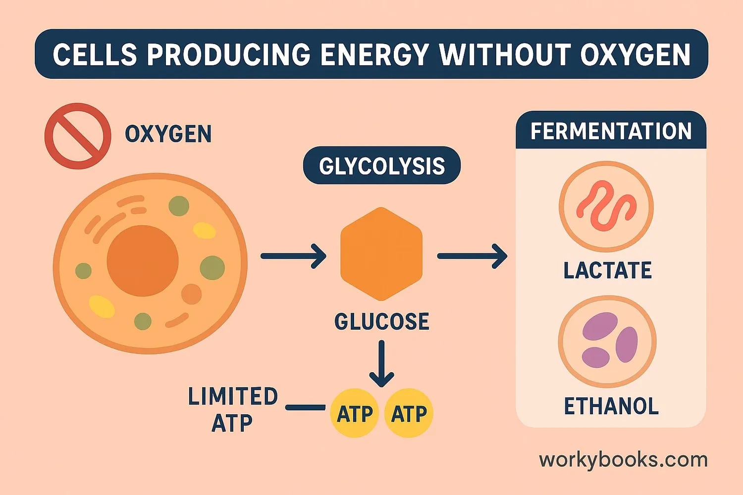 Image showing cells producing energy without oxygen