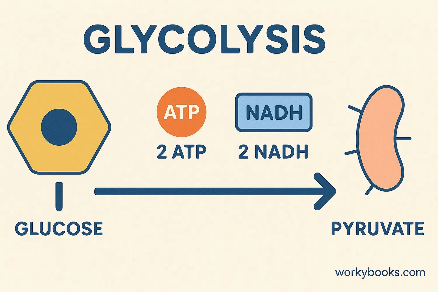 Image showing diagram of glycolysis - the first step in anaerobic respiration