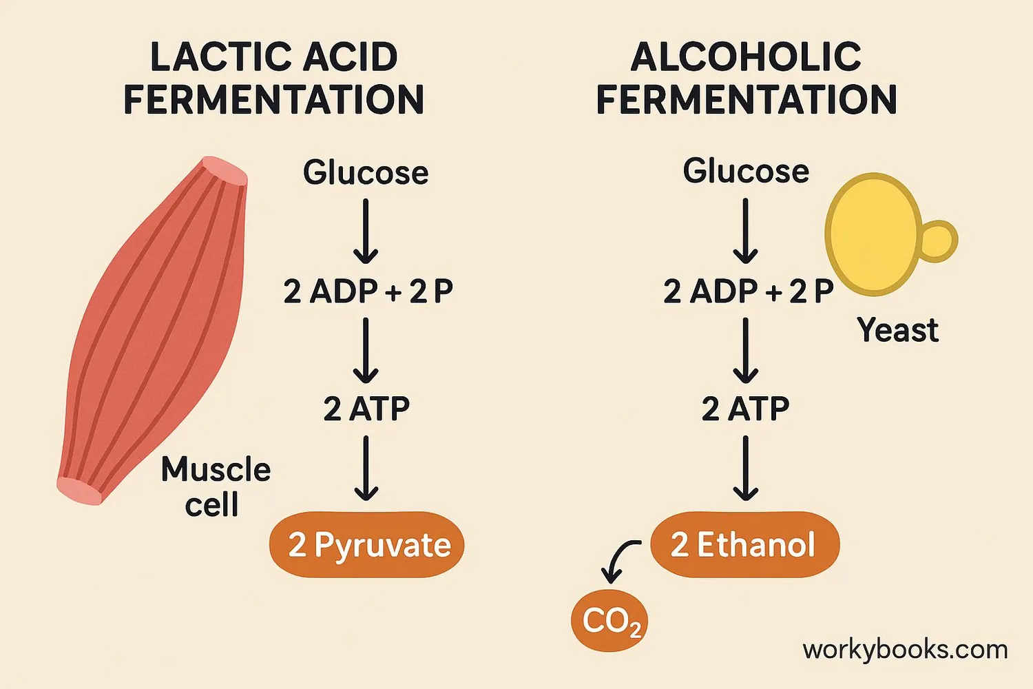 Image showing comparison of lactic acid fermentation and alcoholic fermentation