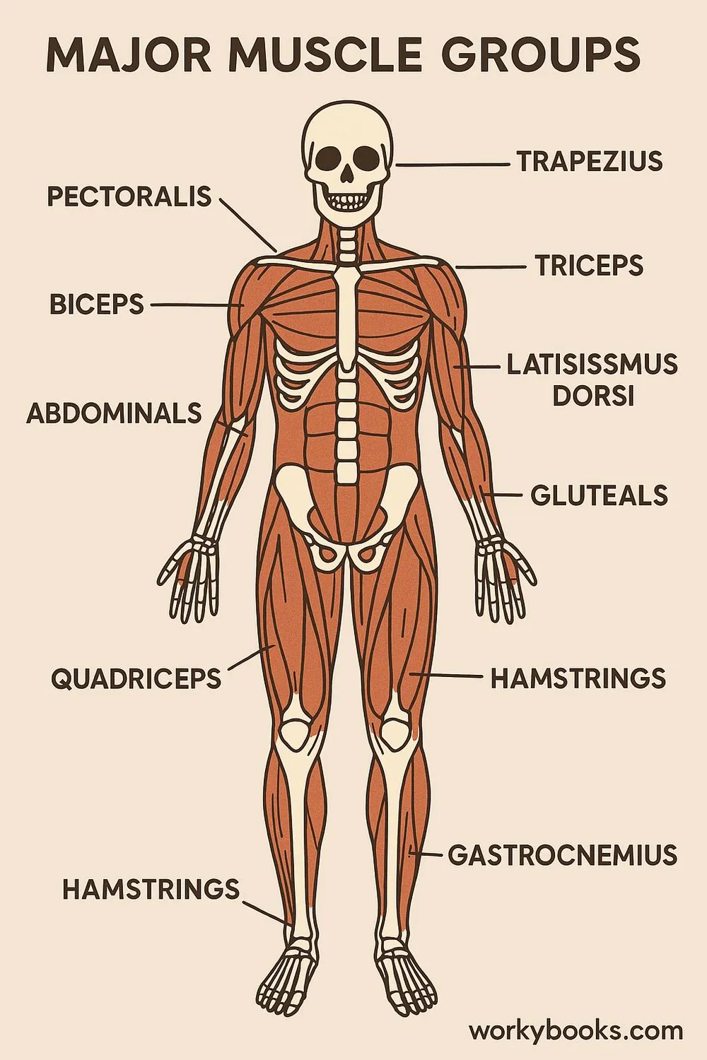 Diagram of major muscles in the human body