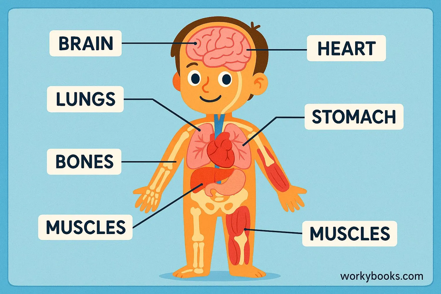 Visual representation of human anatomy with major body parts labeled