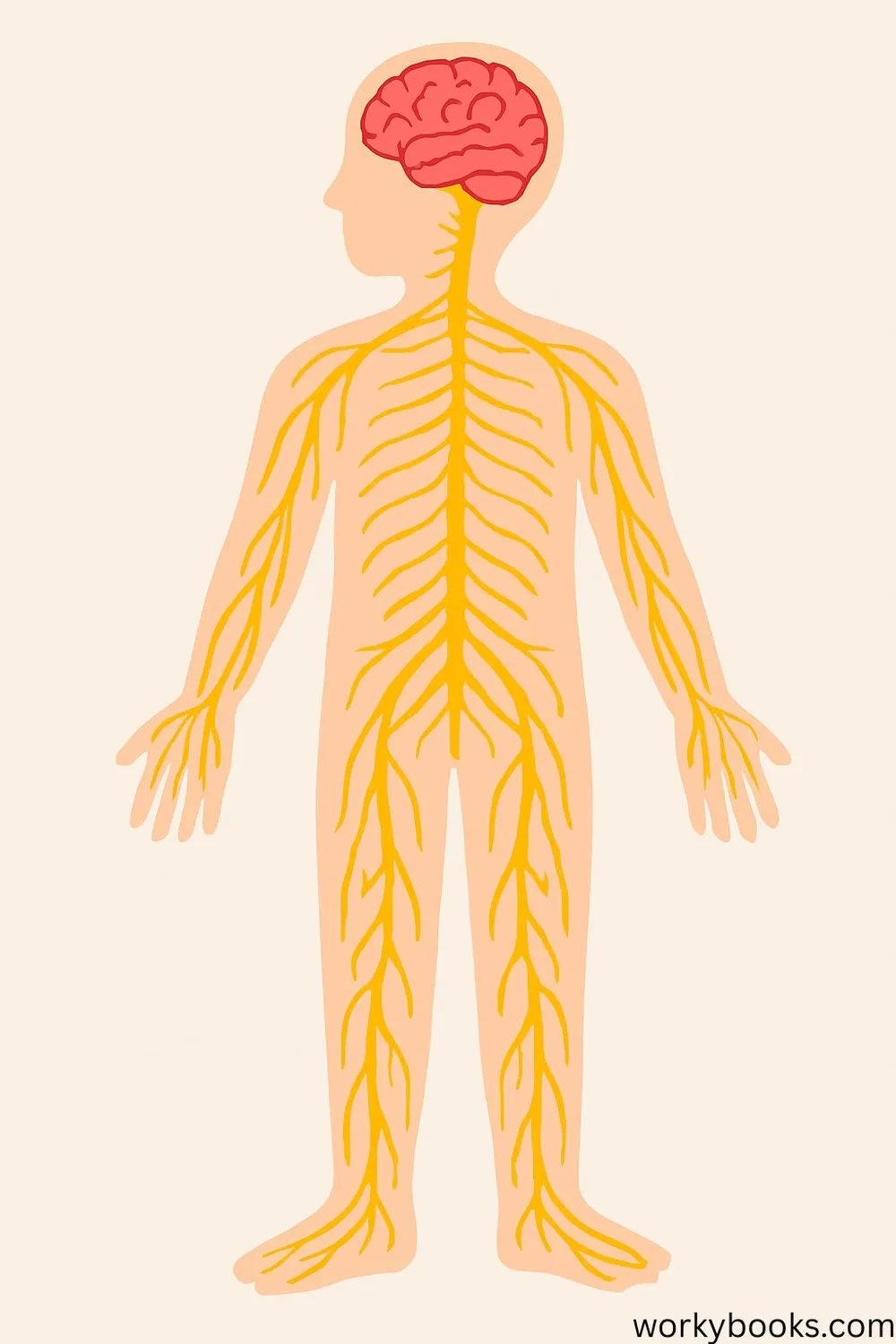 Diagram of brain, spinal cord, and nerves