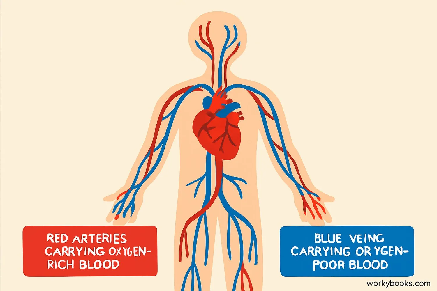 Diagram showing heart, arteries, and veins