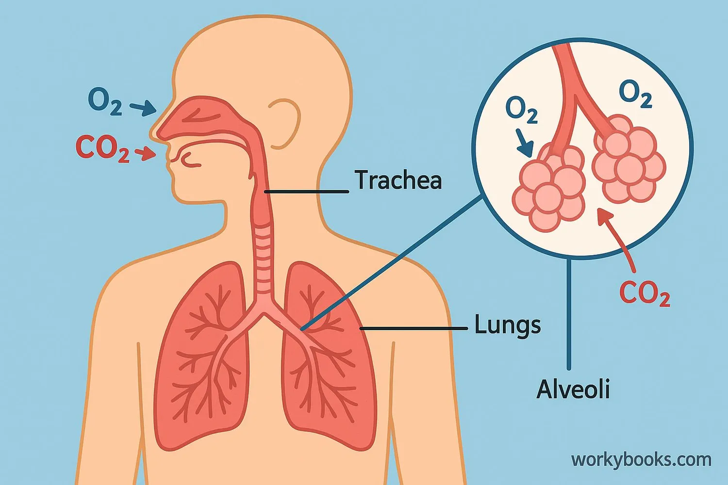 Diagram showing lungs, trachea, and diaphragm