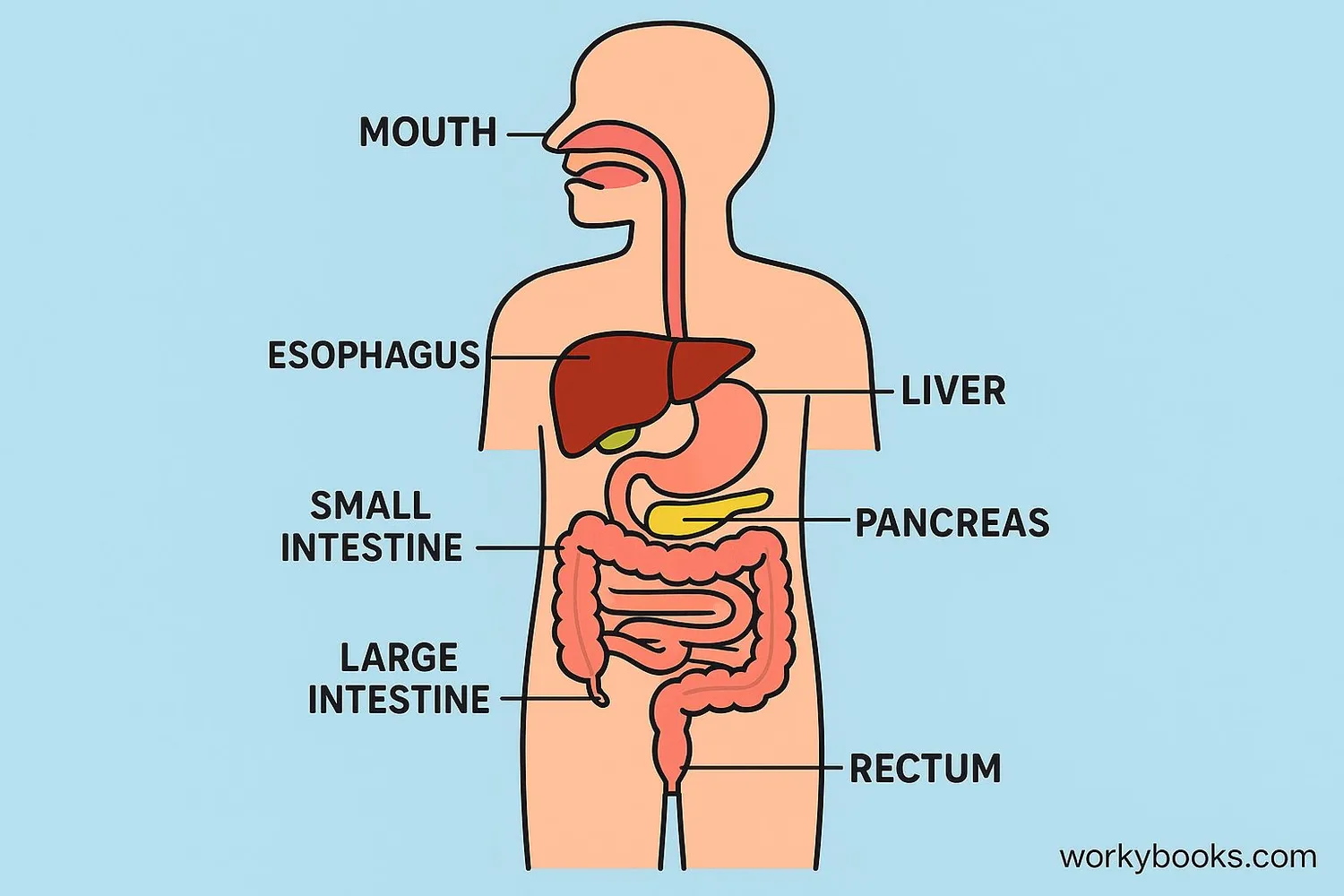 Diagram showing the digestive tract from mouth to anus