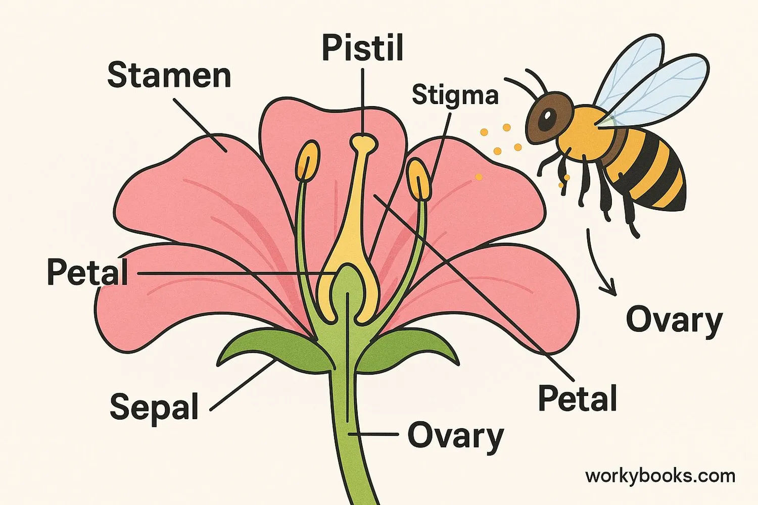 Diagram showing flower structure with labeled parts: stamen, pistil, petals, sepals, and the process of pollination