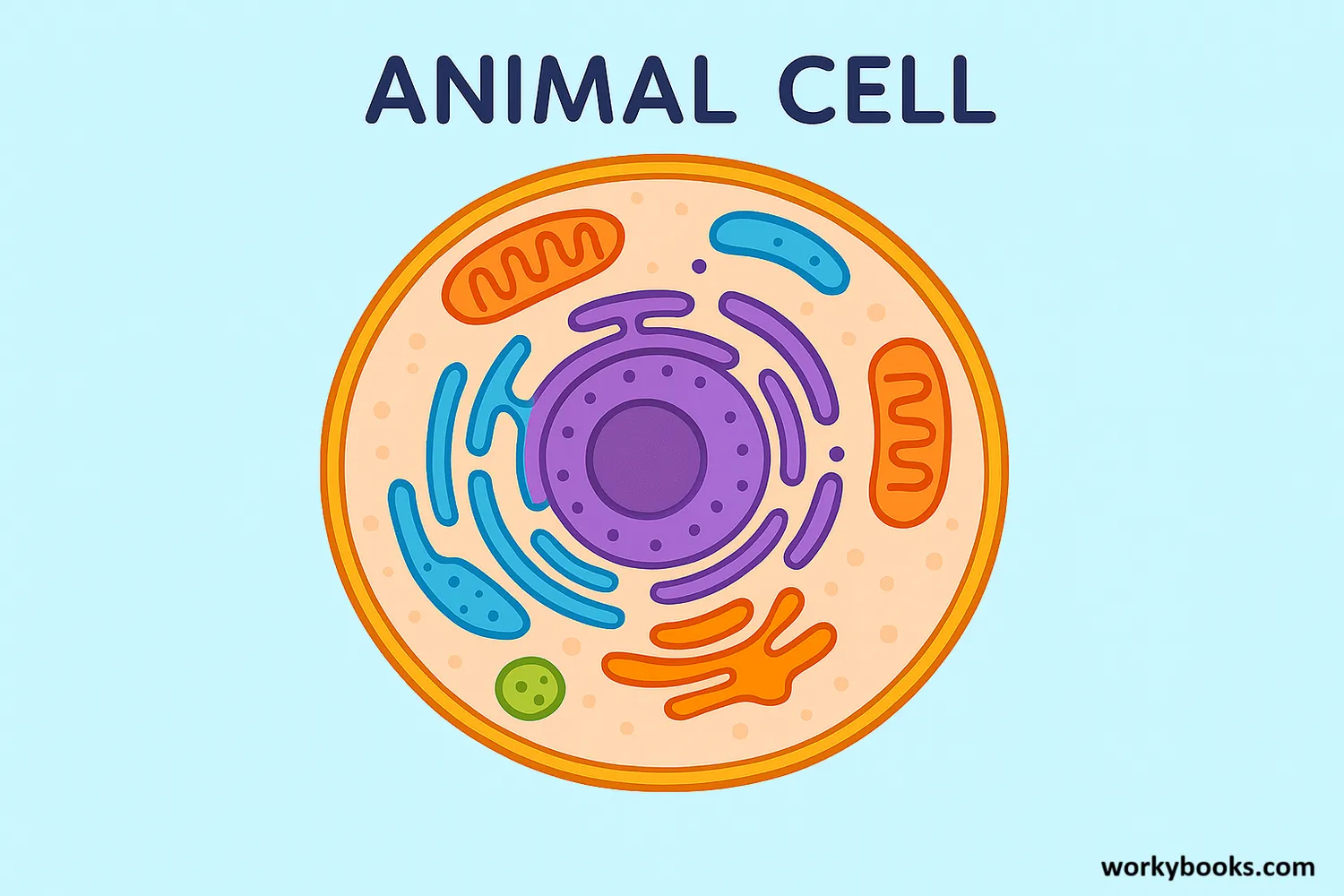 Illustration showing the basic structure of an animal cell