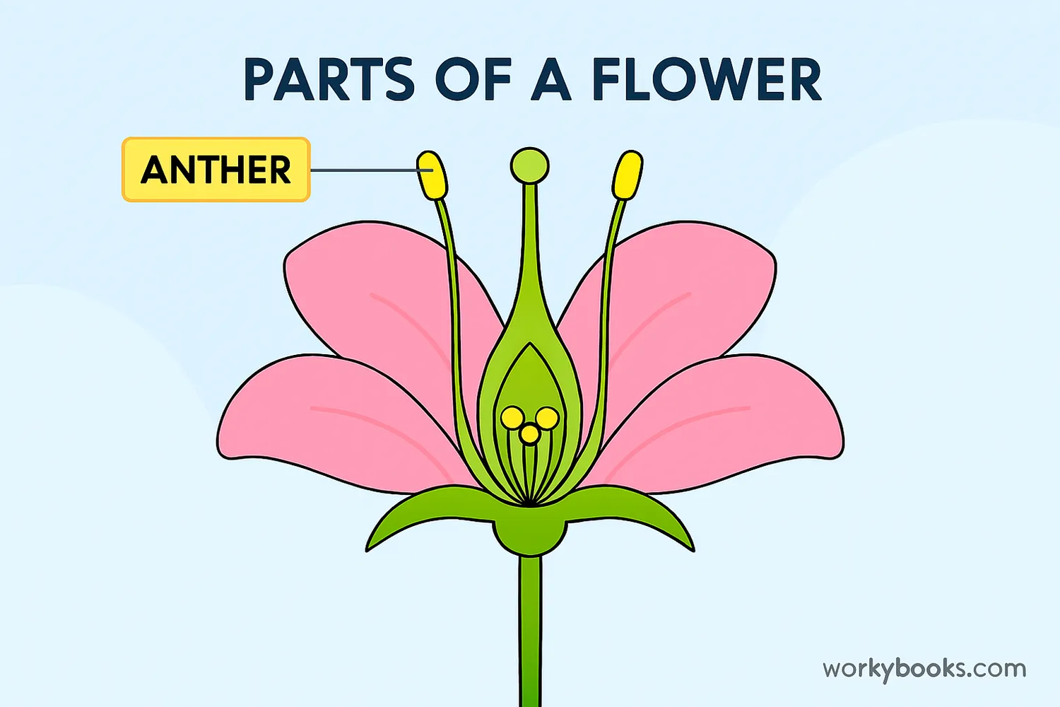 Illustration showing the anther's location in a flower