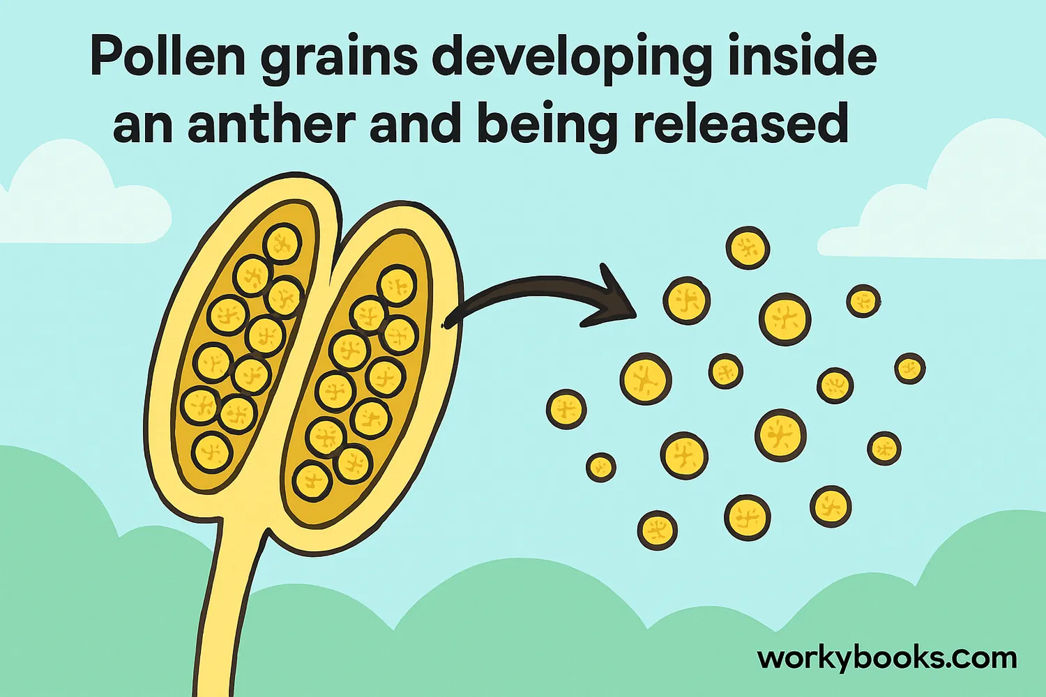 Illustration of pollen development and release