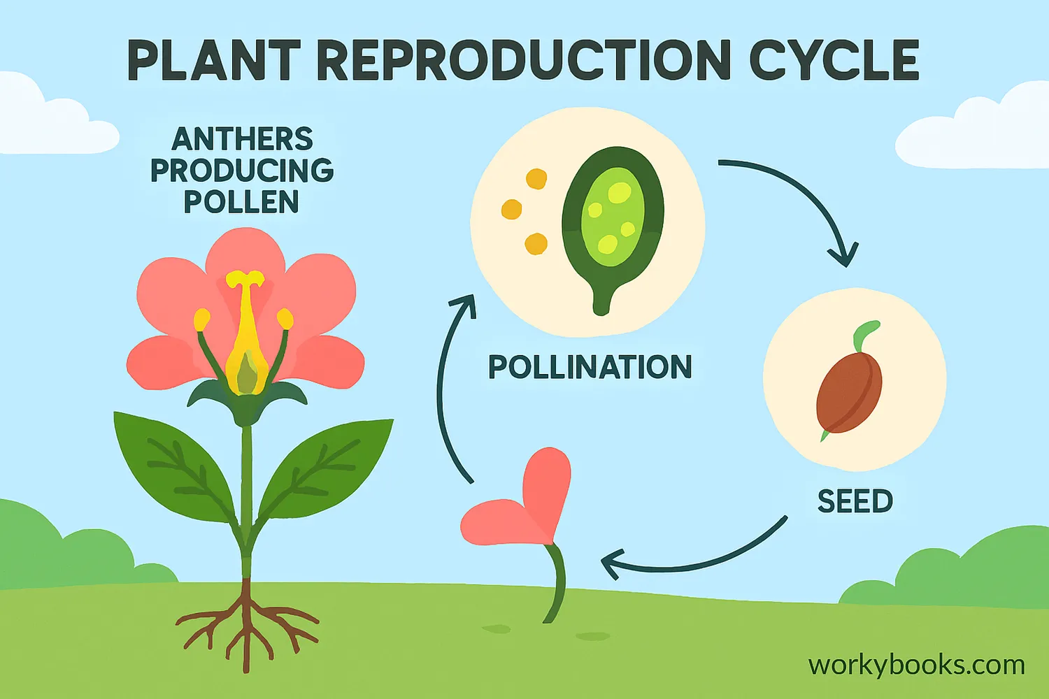 Anther's role in plant reproduction cycle
