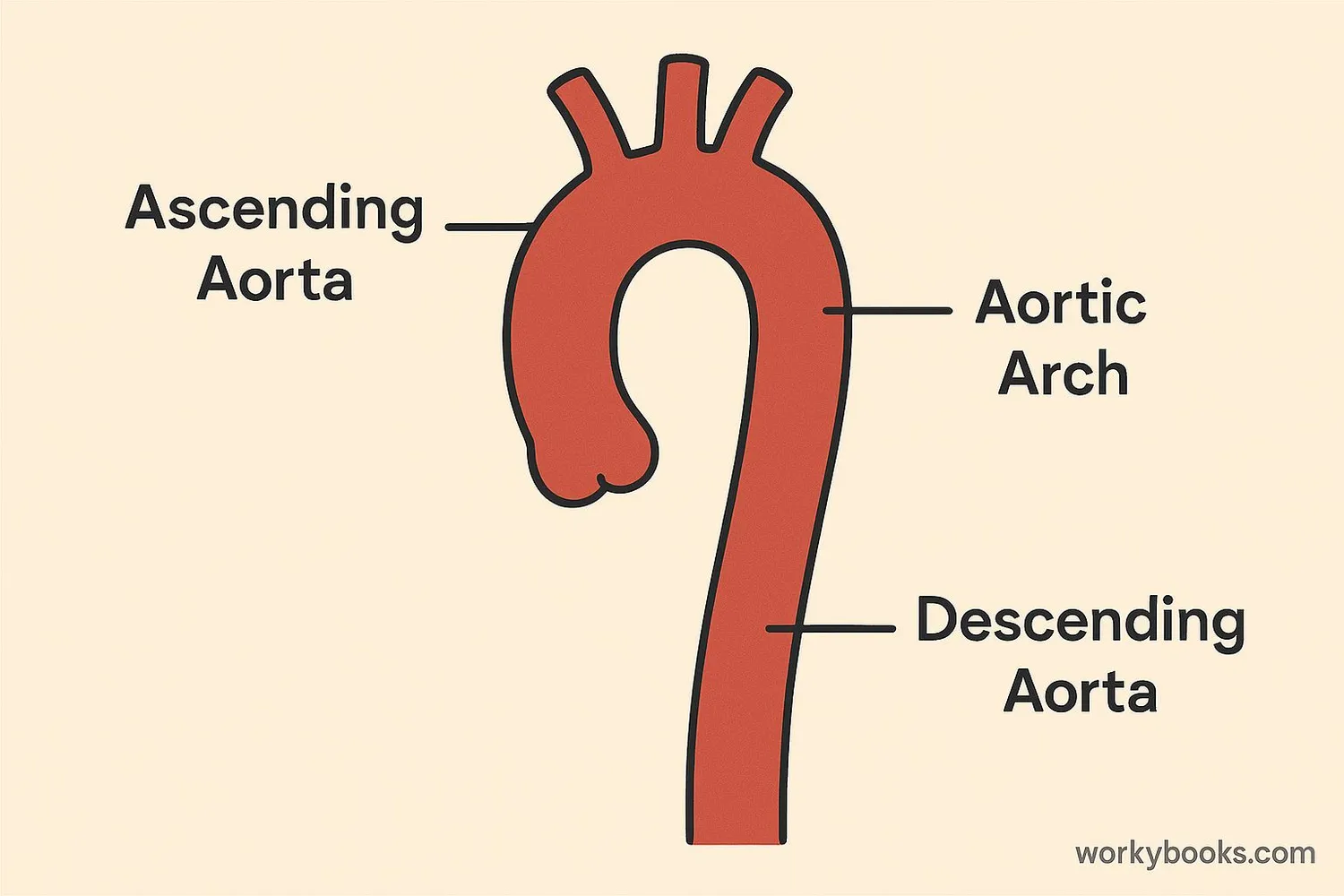 Diagram showing the parts of the aorta