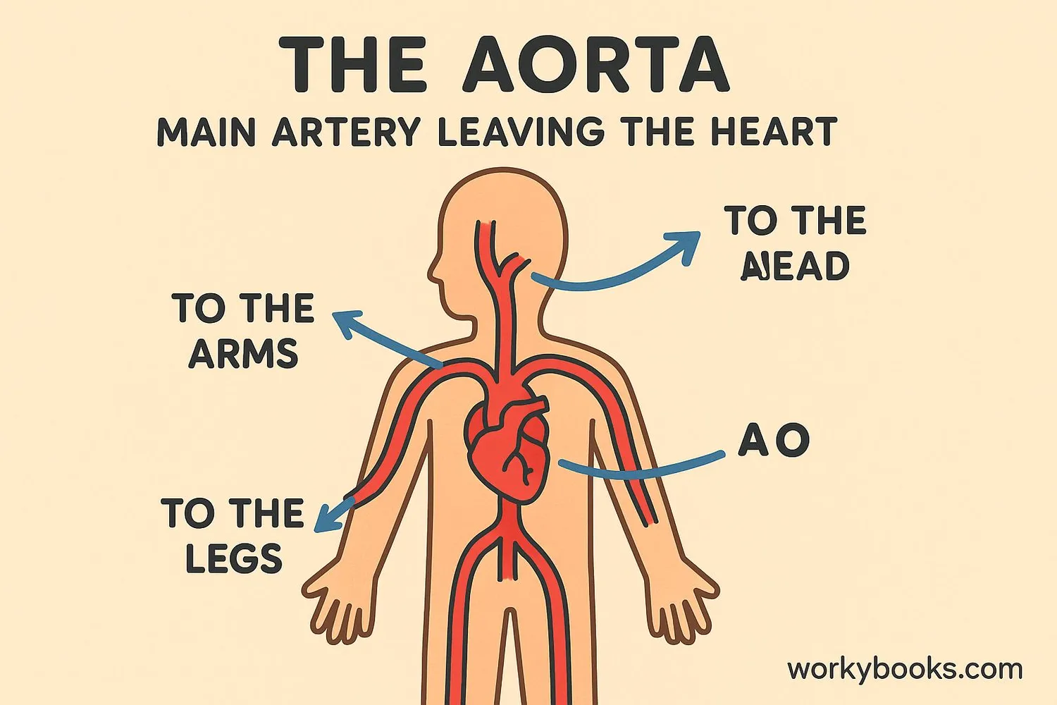 Visual representation of the aorta in the human body