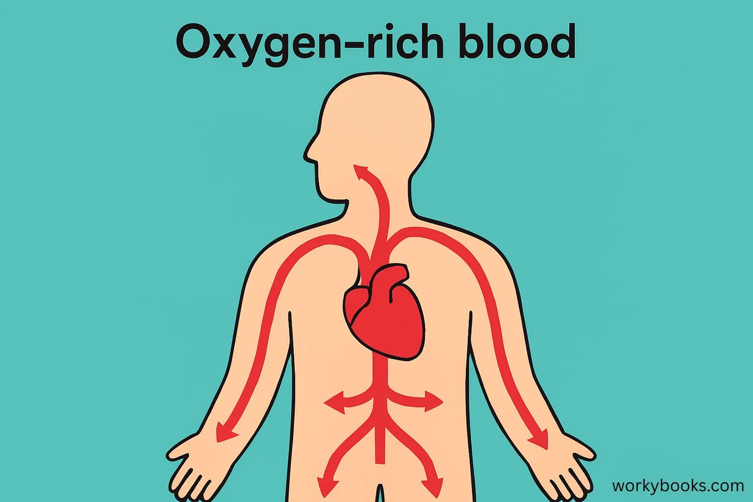 Illustration showing blood flow through the aorta