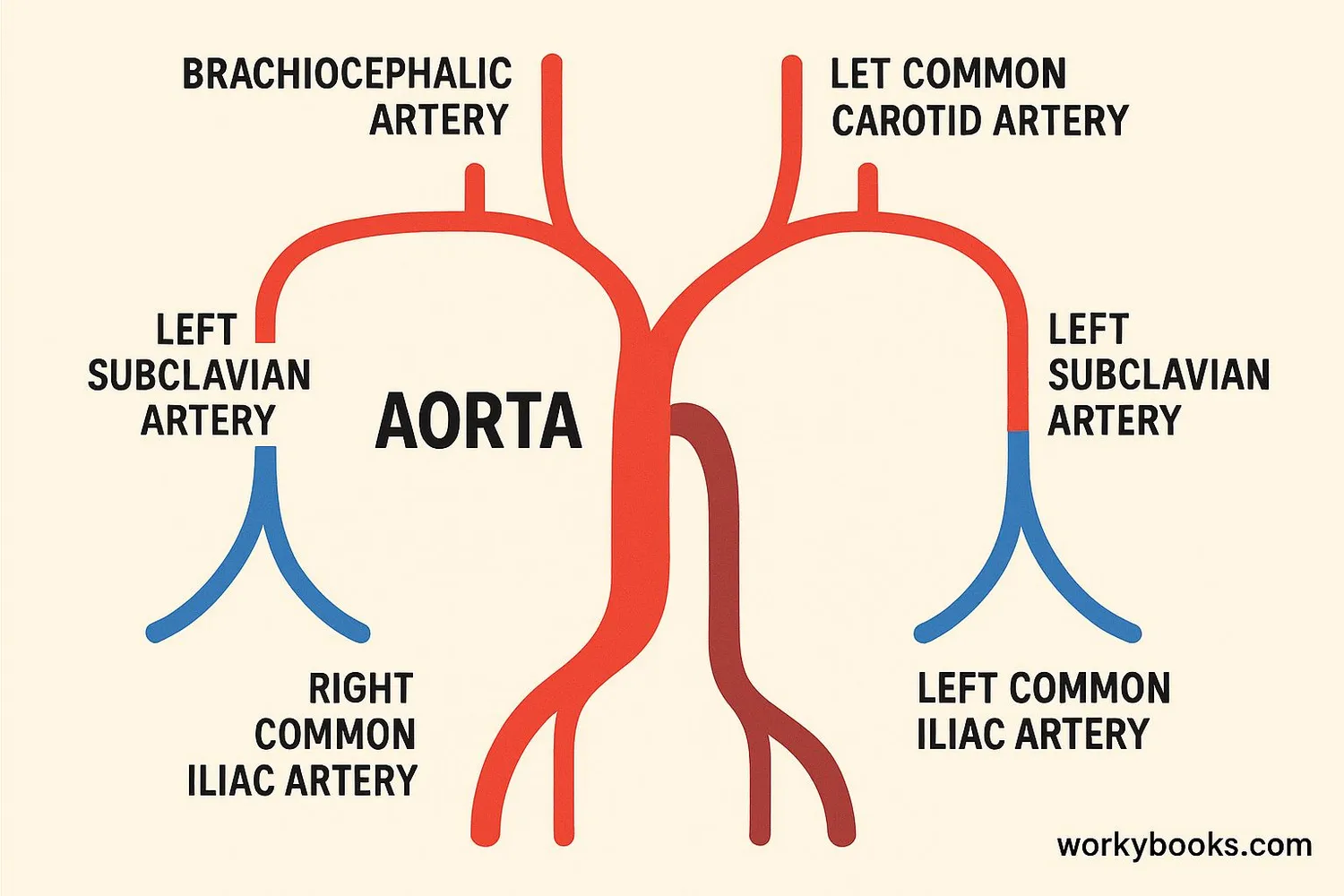 Illustration showing the importance of the aorta in the circulatory system