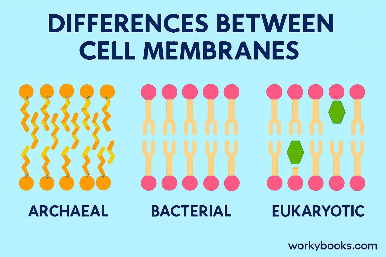 Diagram comparing cell membranes of archaea, bacteria, and eukaryotes showing structural differences