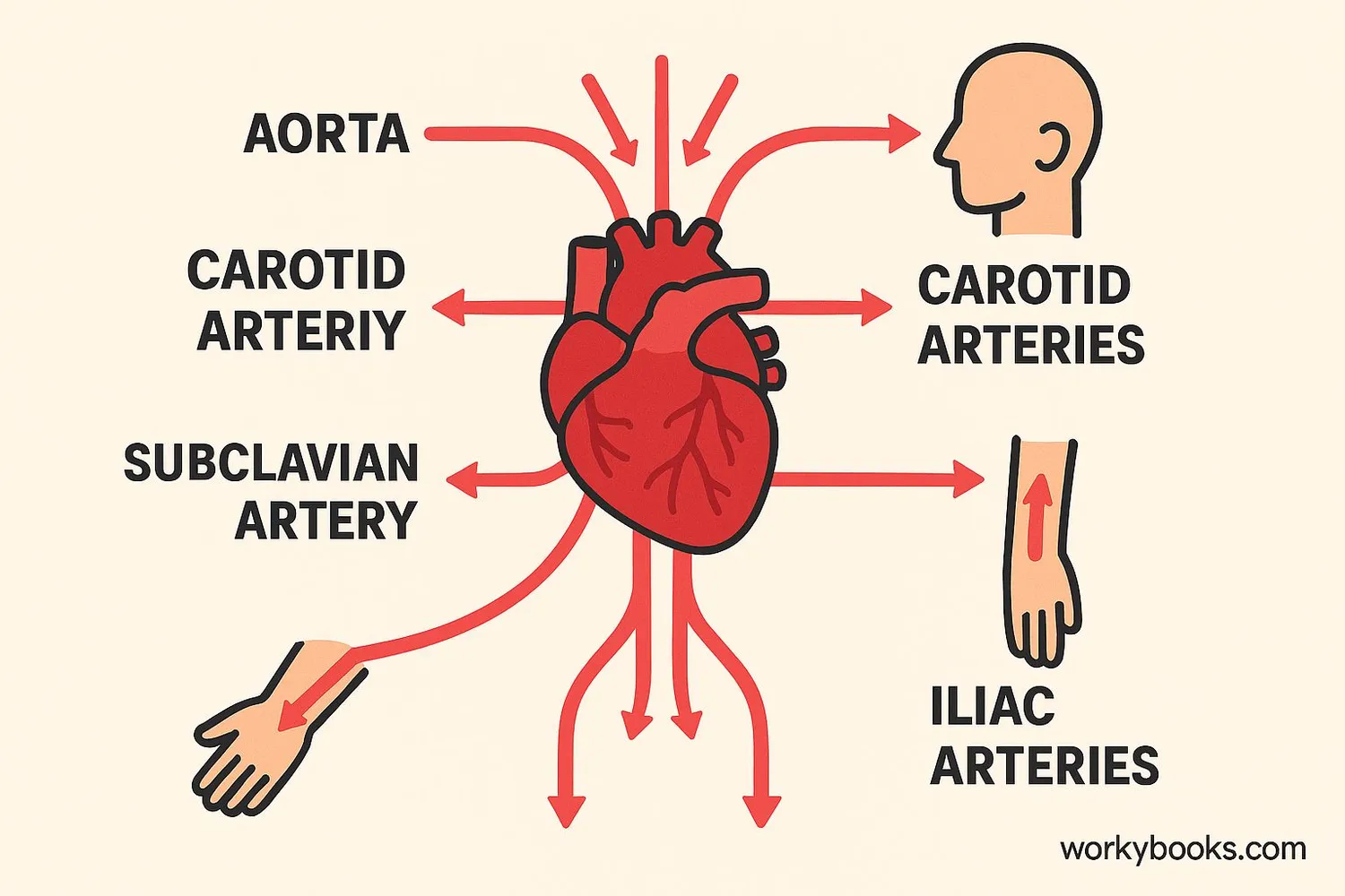 Diagram showing how arteries carry blood away from the heart to the body
