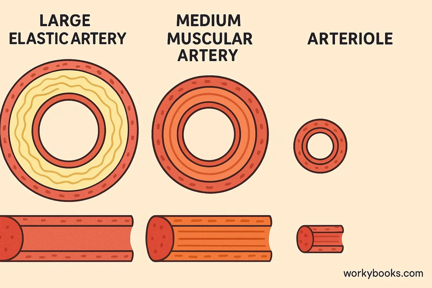 Comparison of different types of arteries showing elastic arteries, muscular arteries, and arterioles