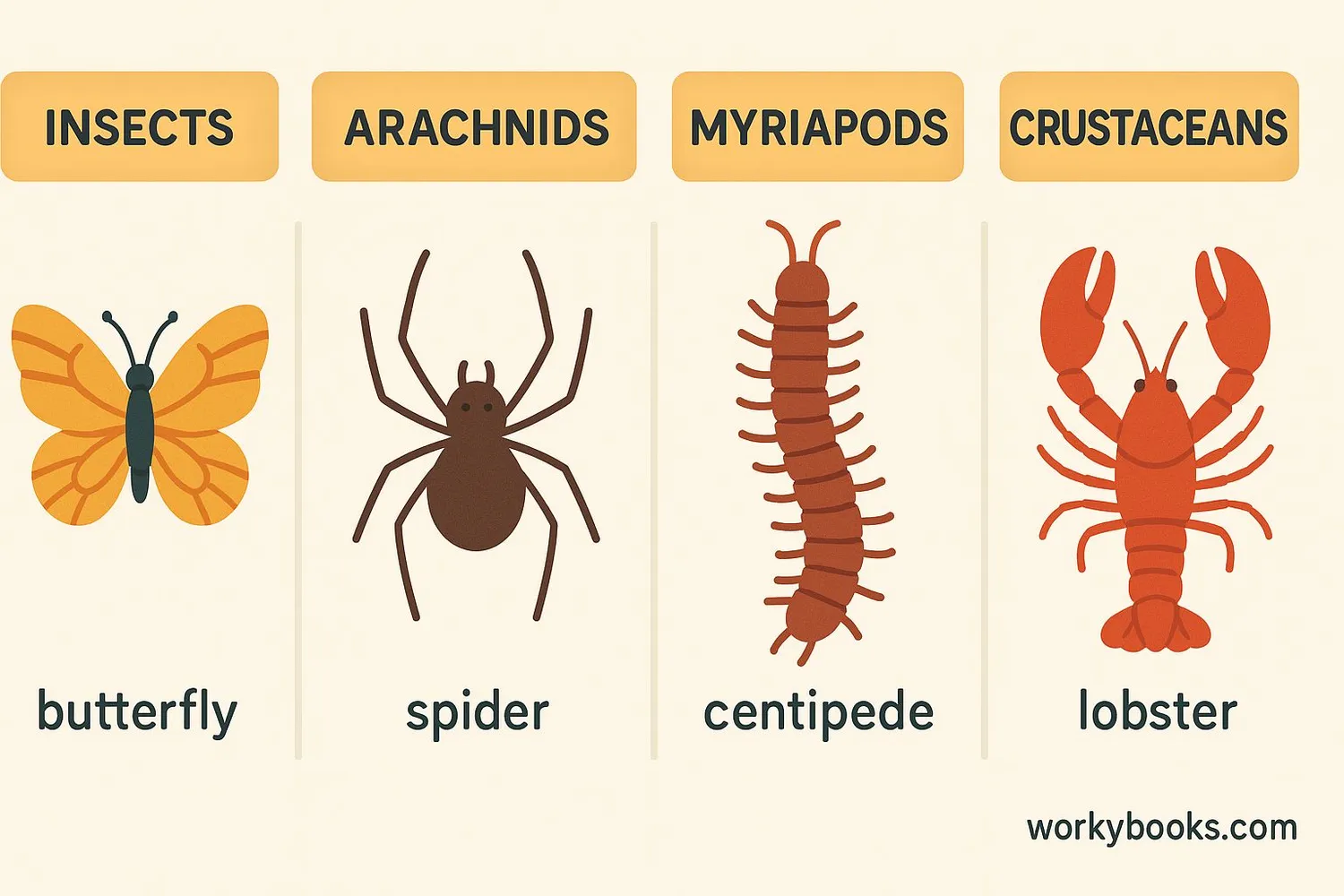 Image showing the four main groups of arthropods