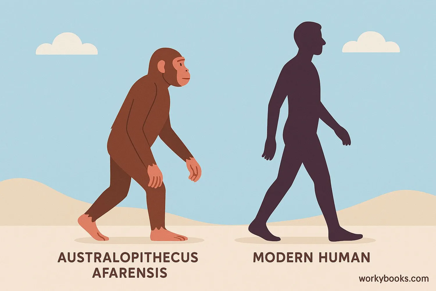 Illustration showing Australopithecus compared to modern humans