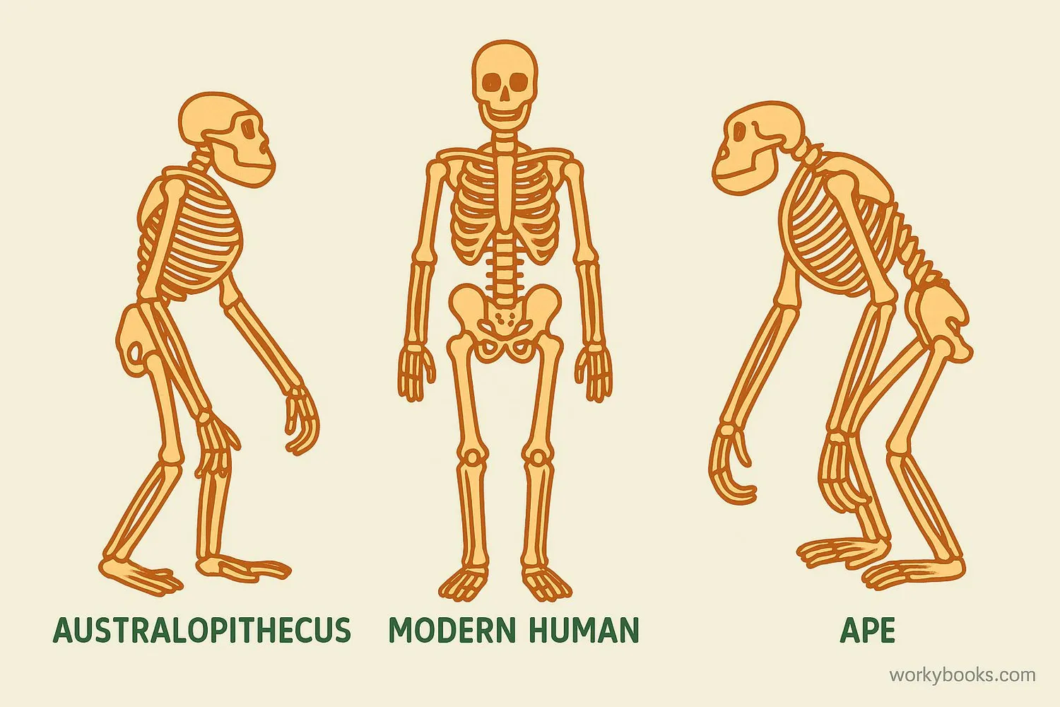 Diagram showing Australopithecus skeletal features