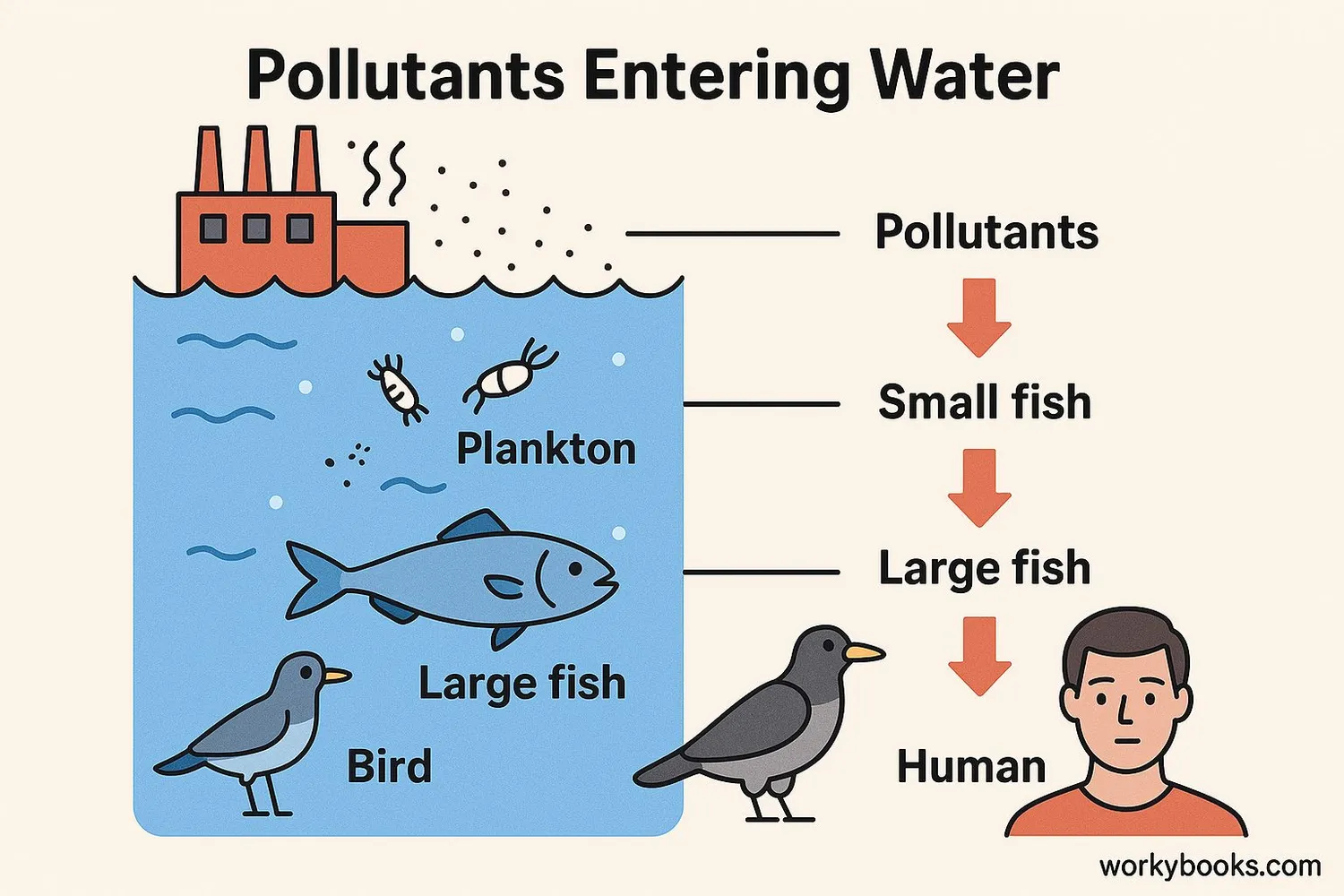 Process of bioaccumulation and biomagnification