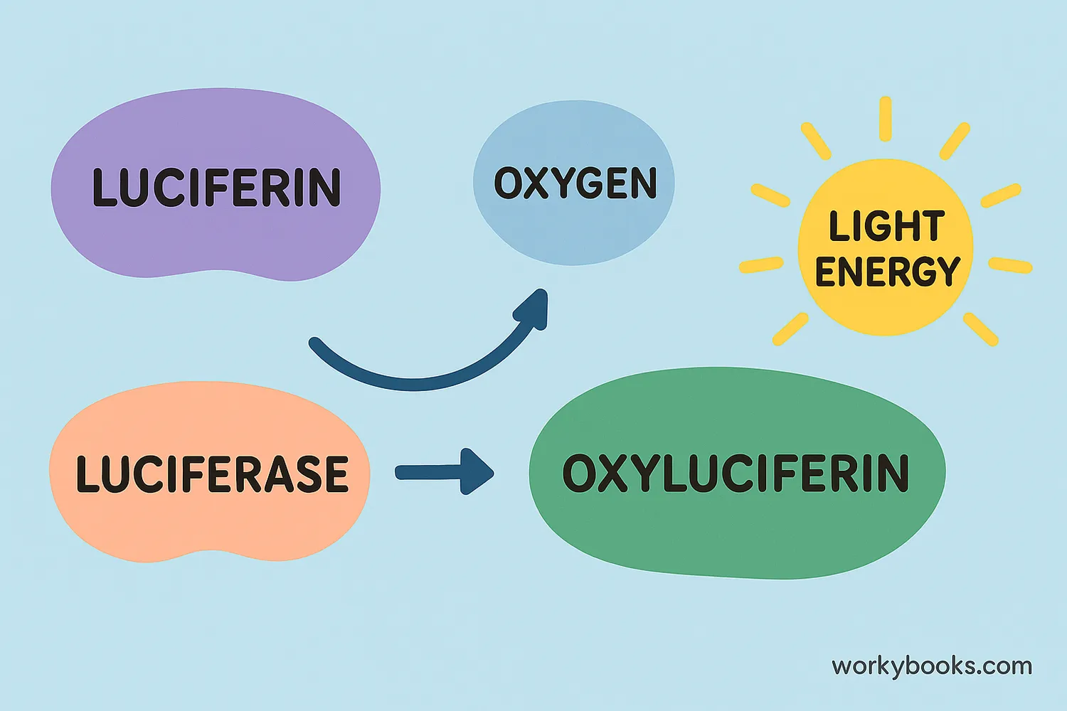 Diagram of the bioluminescence chemical reaction
