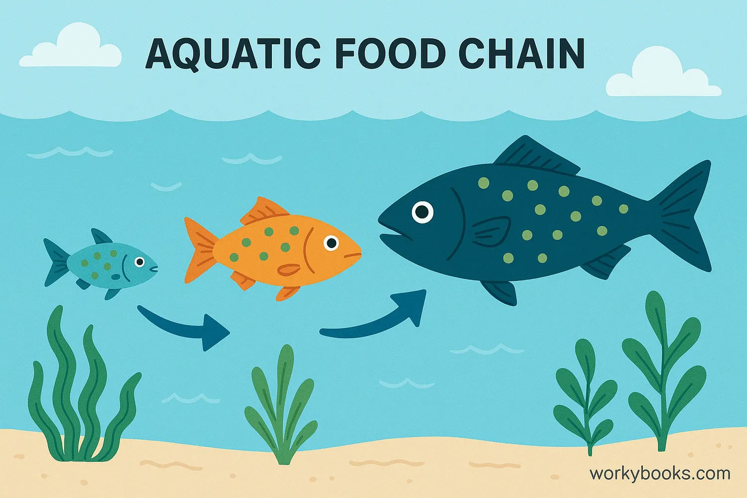 Illustration showing how toxins increase at each level of the food chain