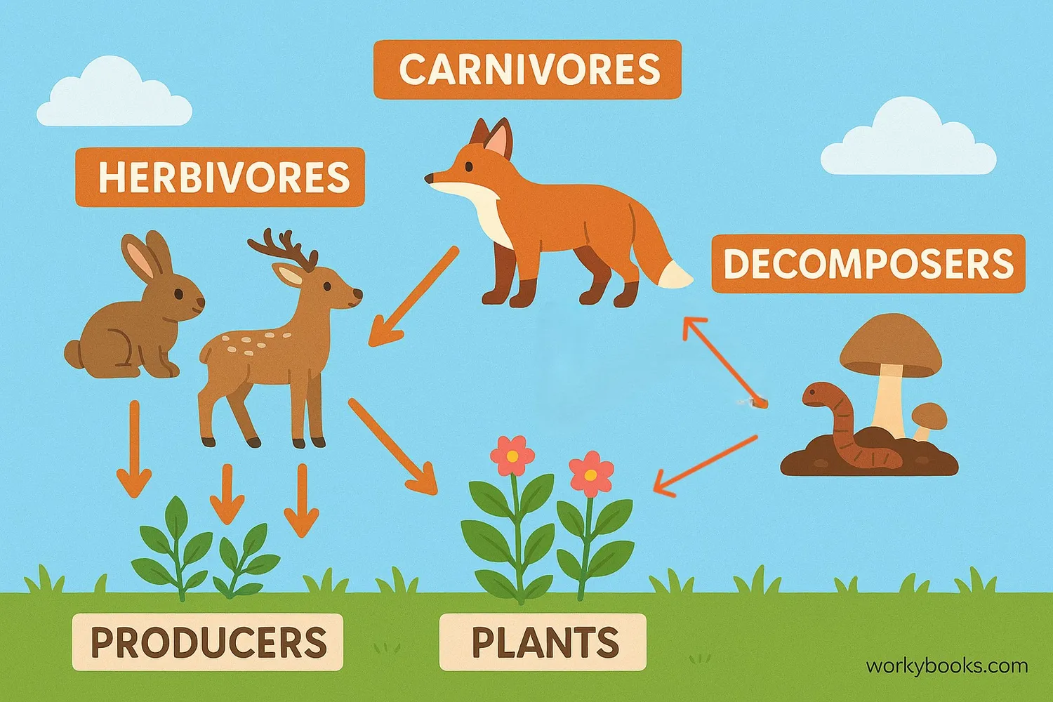 Diagram of a food web showing energy transfer between organisms