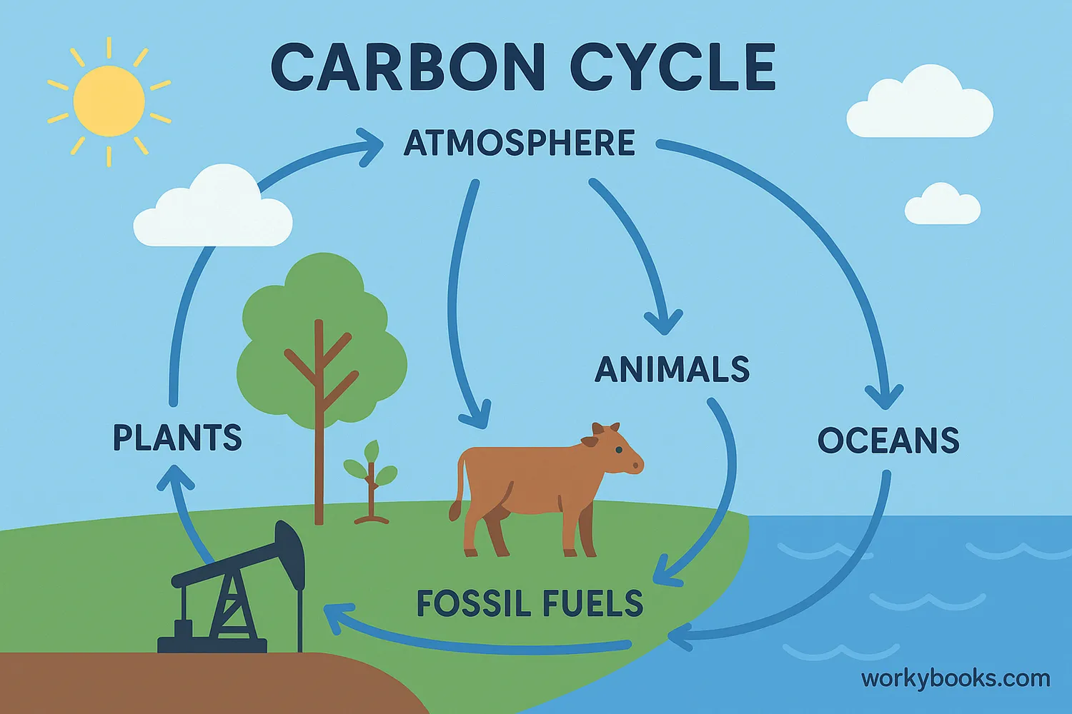 Diagram of the carbon cycle showing how carbon moves through the biosphere