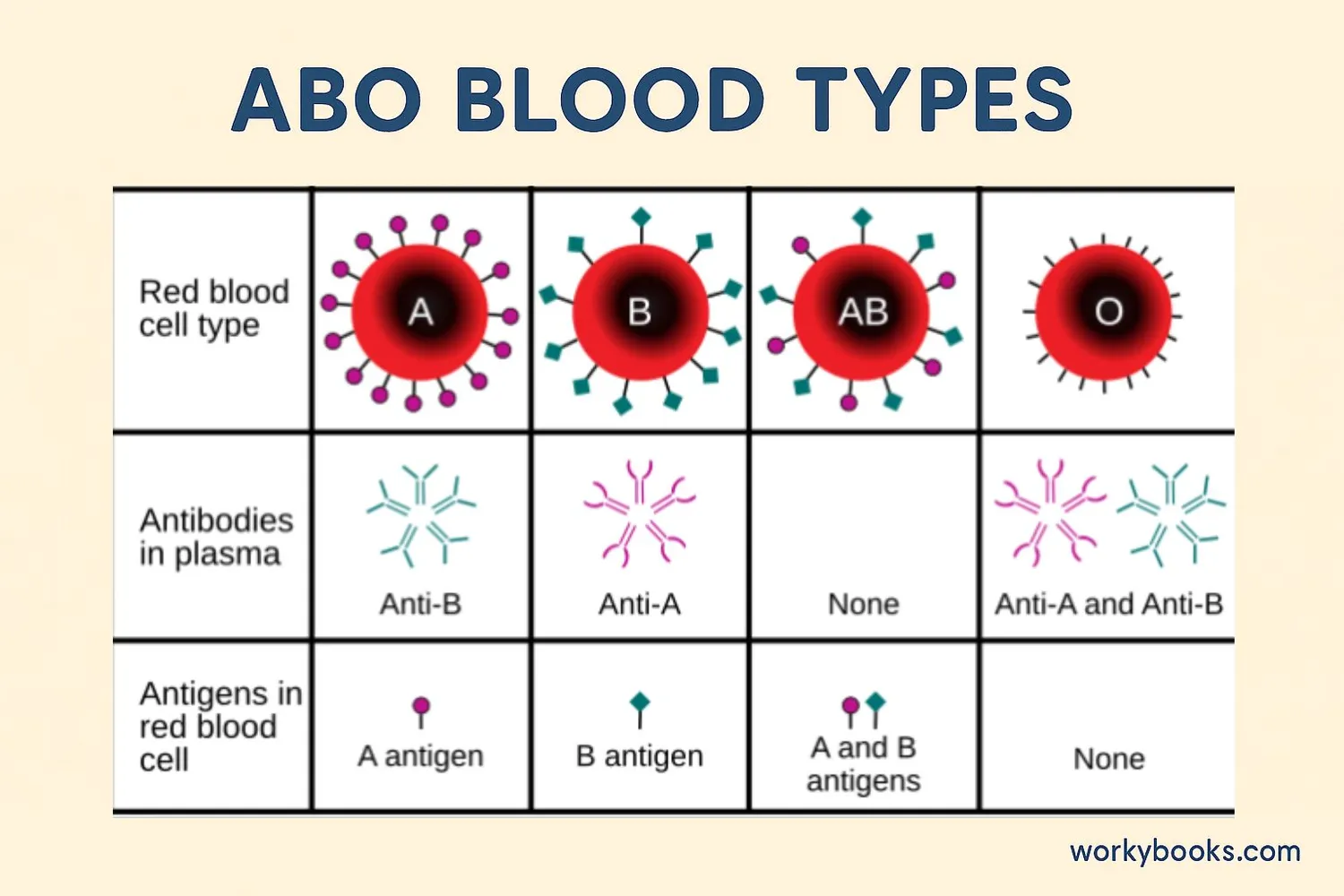 Diagram showing antigens and antibodies for each blood type