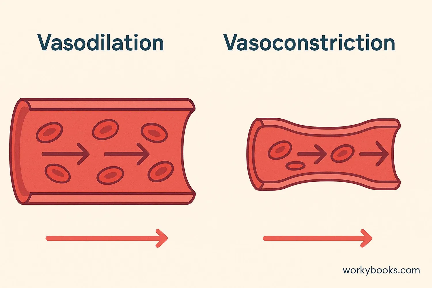 Illustration showing vasoconstriction and vasodilation