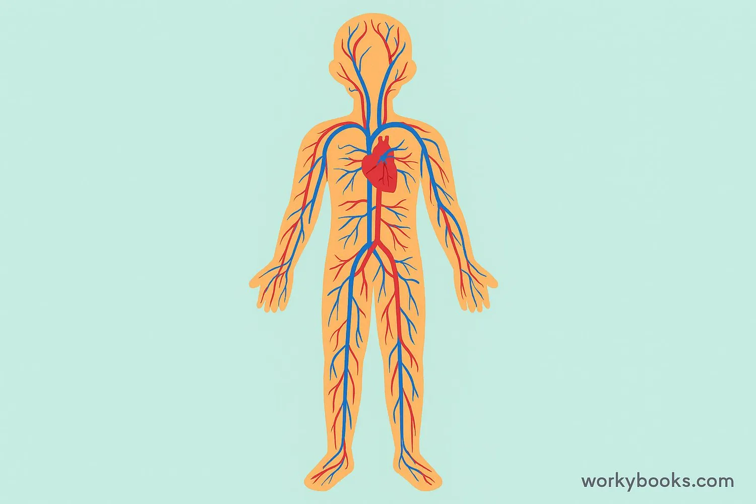 Visual representation of blood vessels in the human body