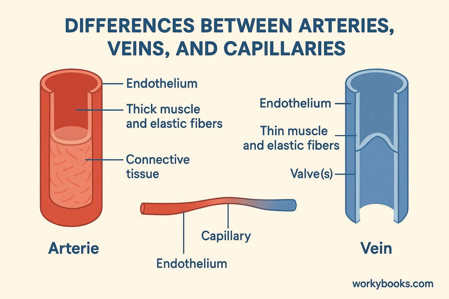 Comparison of artery, vein, and capillary structures