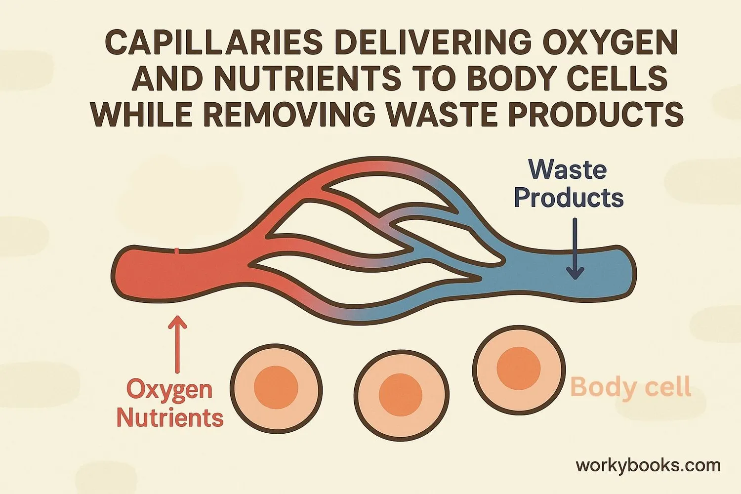 Illustration showing blood vessels delivering oxygen and nutrients to cells