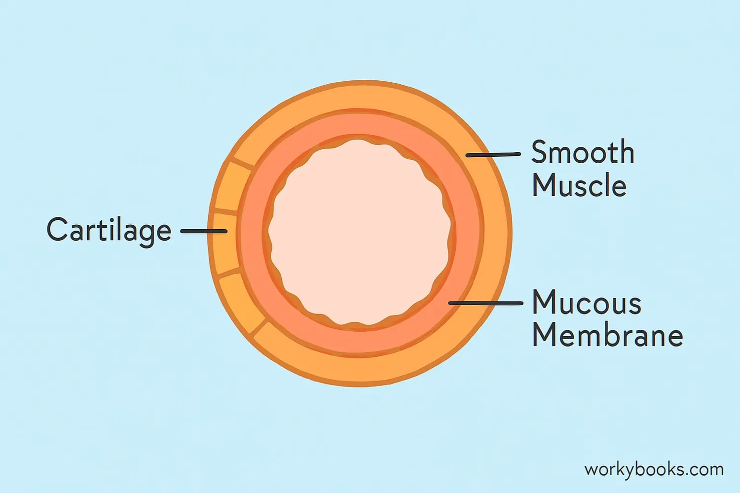 Cross-section of a bronchus showing cartilage rings, smooth muscle, and mucous membrane