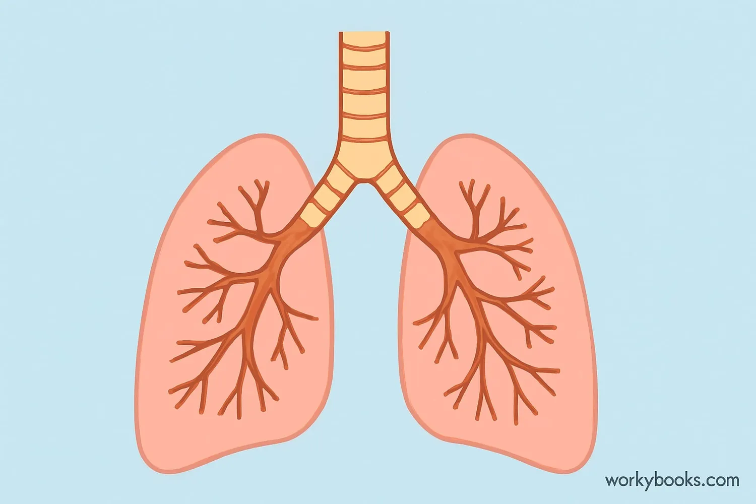 Diagram showing the bronchial tree with trachea splitting into two main bronchi that enter the lungs