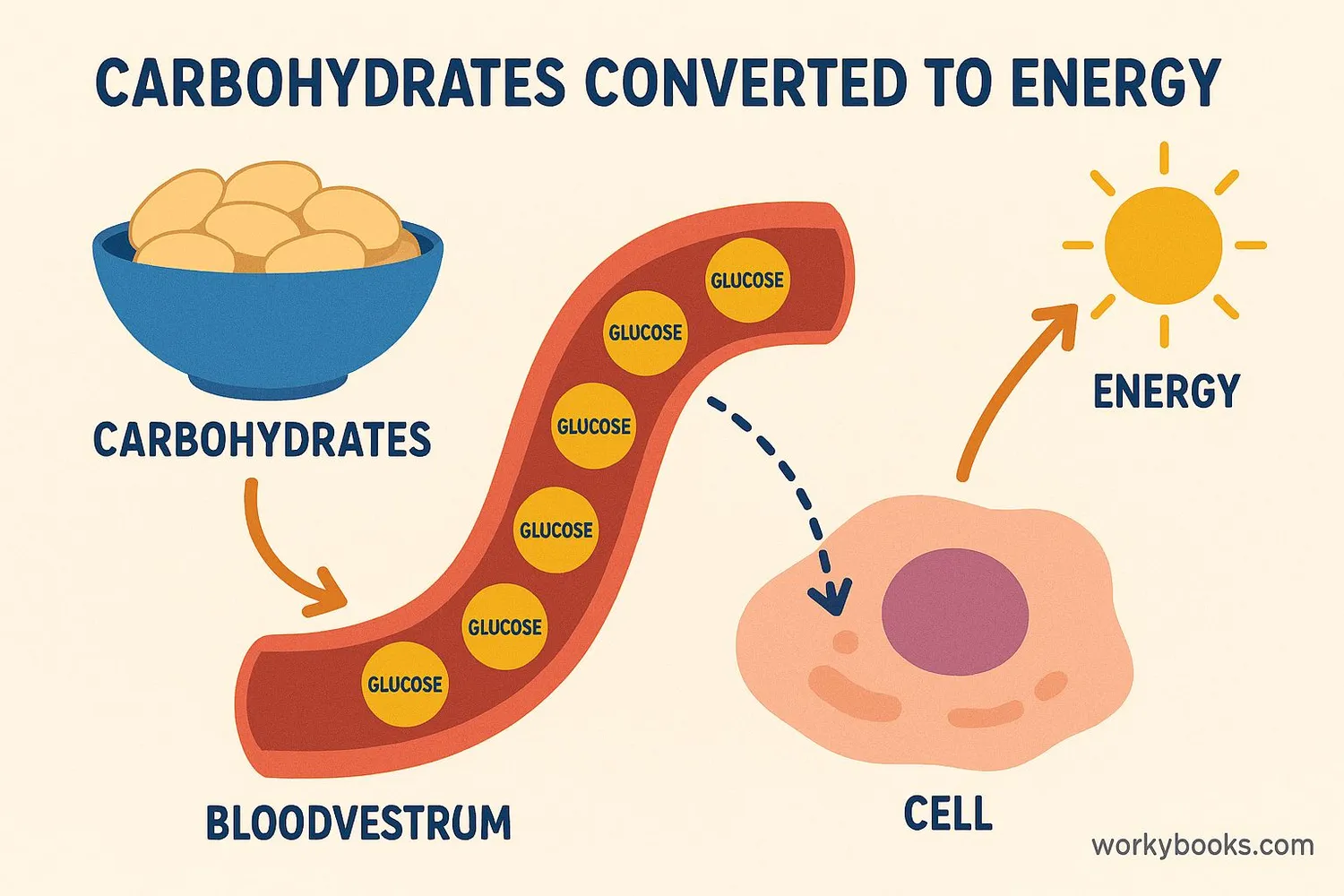 Carbohydrates are broken down into glucose which provides energy