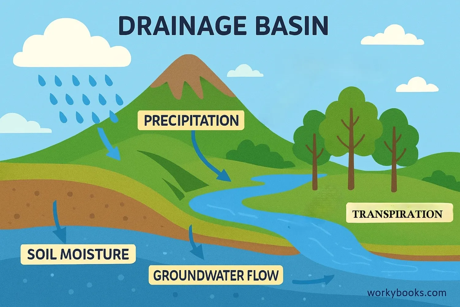 Diagram of water movement through a drainage basin