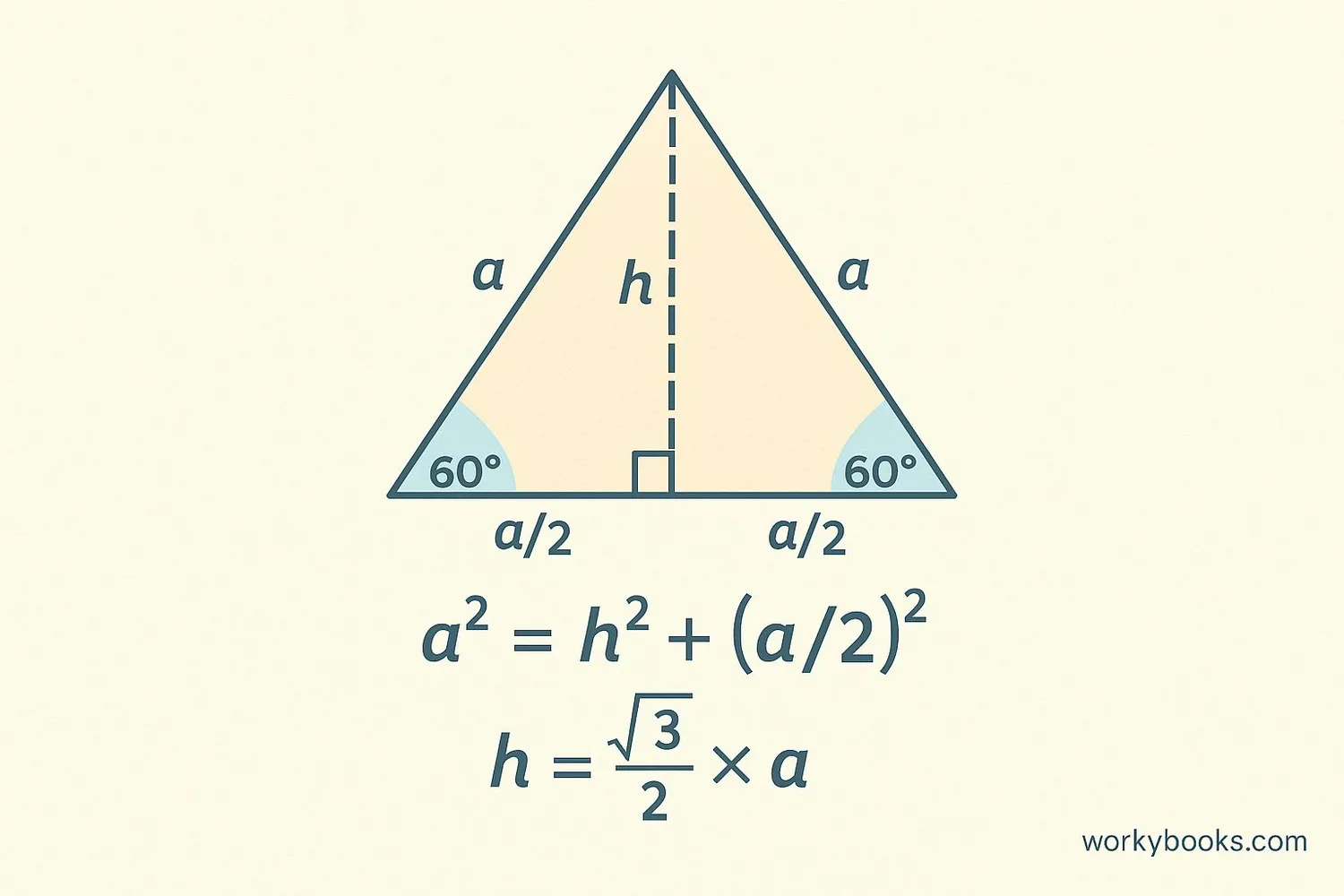 Diagram showing the height of an equilateral triangle splitting it into two right triangles