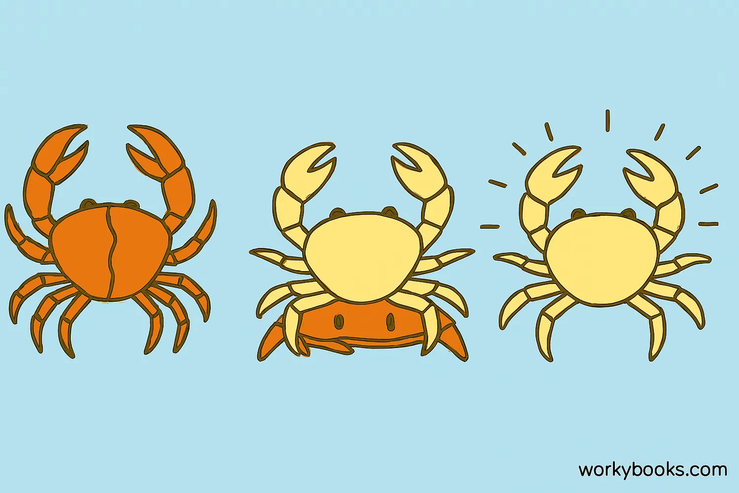 The molting process allows arthropods to grow