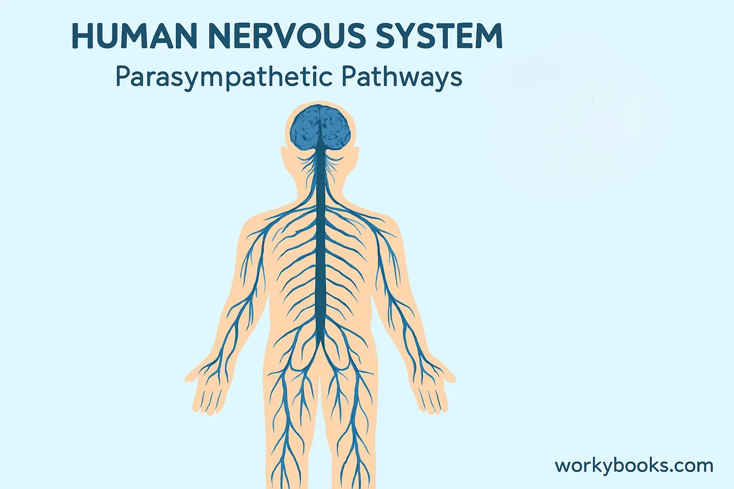 Illustration showing the parasympathetic nervous system in the human body