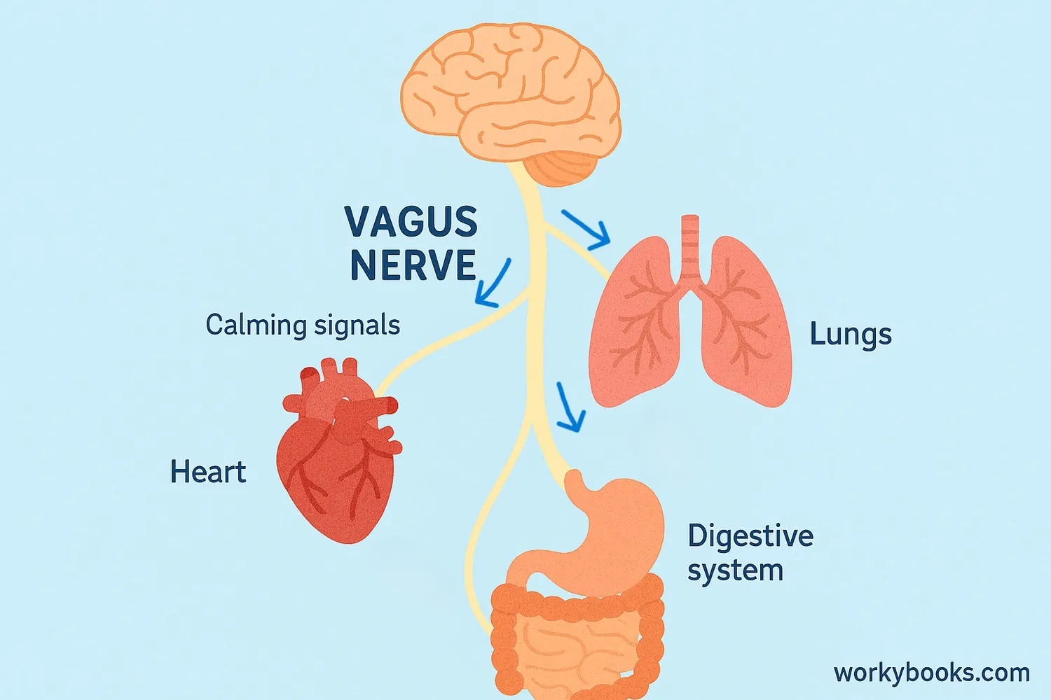 Diagram of the parasympathetic nervous system pathways and connections