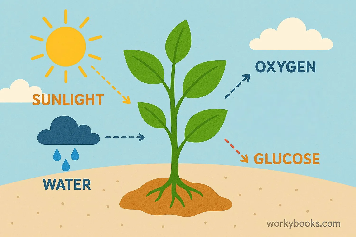Visual representation of photosynthesis reactants