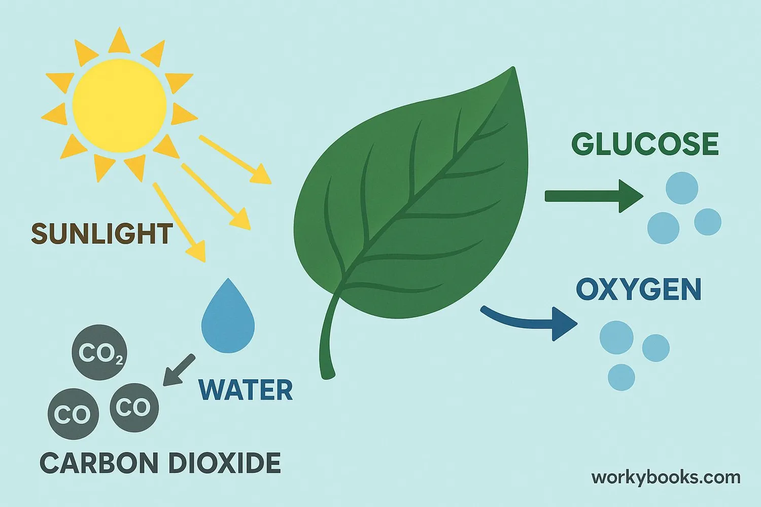 Diagram showing photosynthesis process