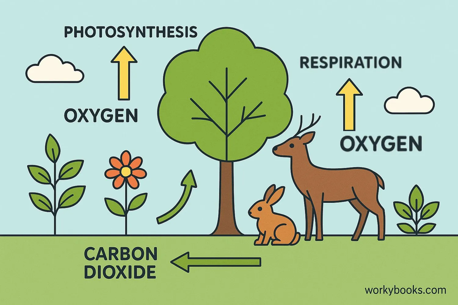 Illustration showing the importance of photosynthesis