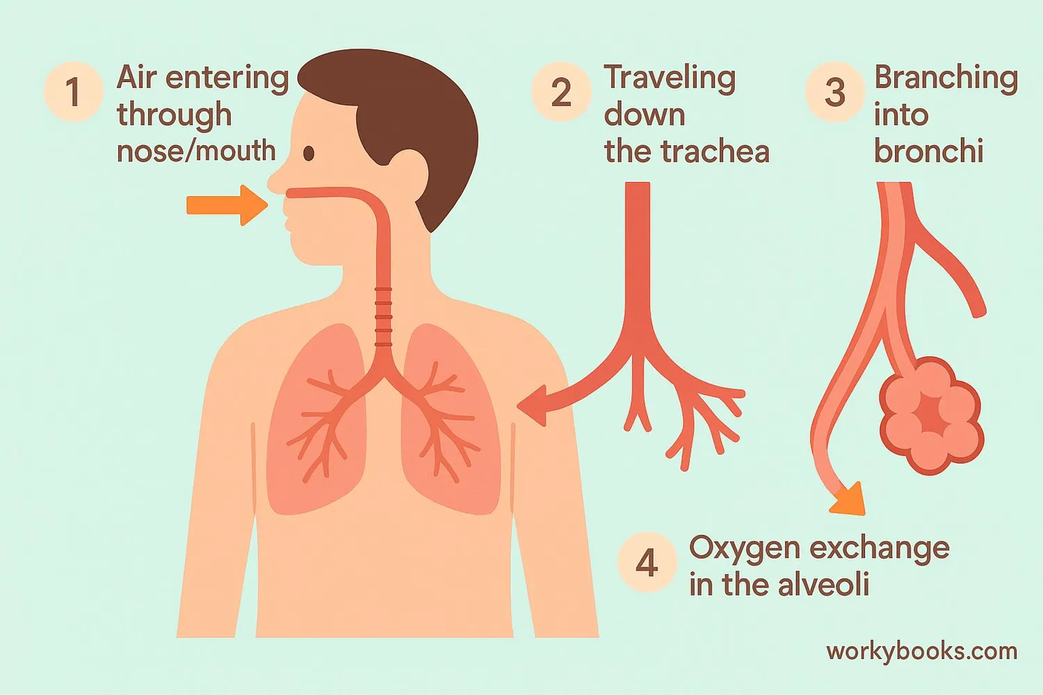 Diagram showing the breathing process