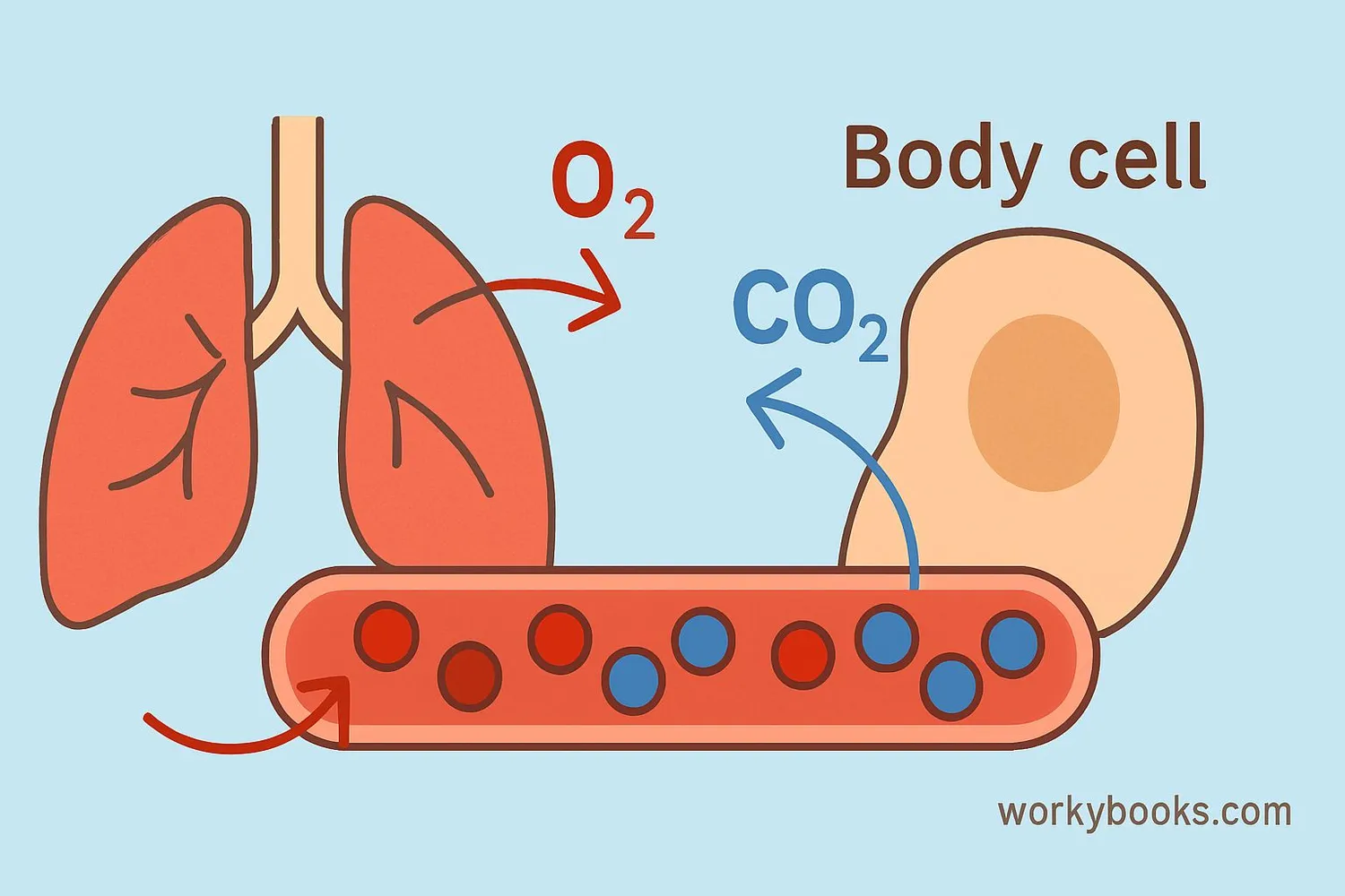 Illustration showing oxygen being transported from lungs to body cells and carbon dioxide being removed