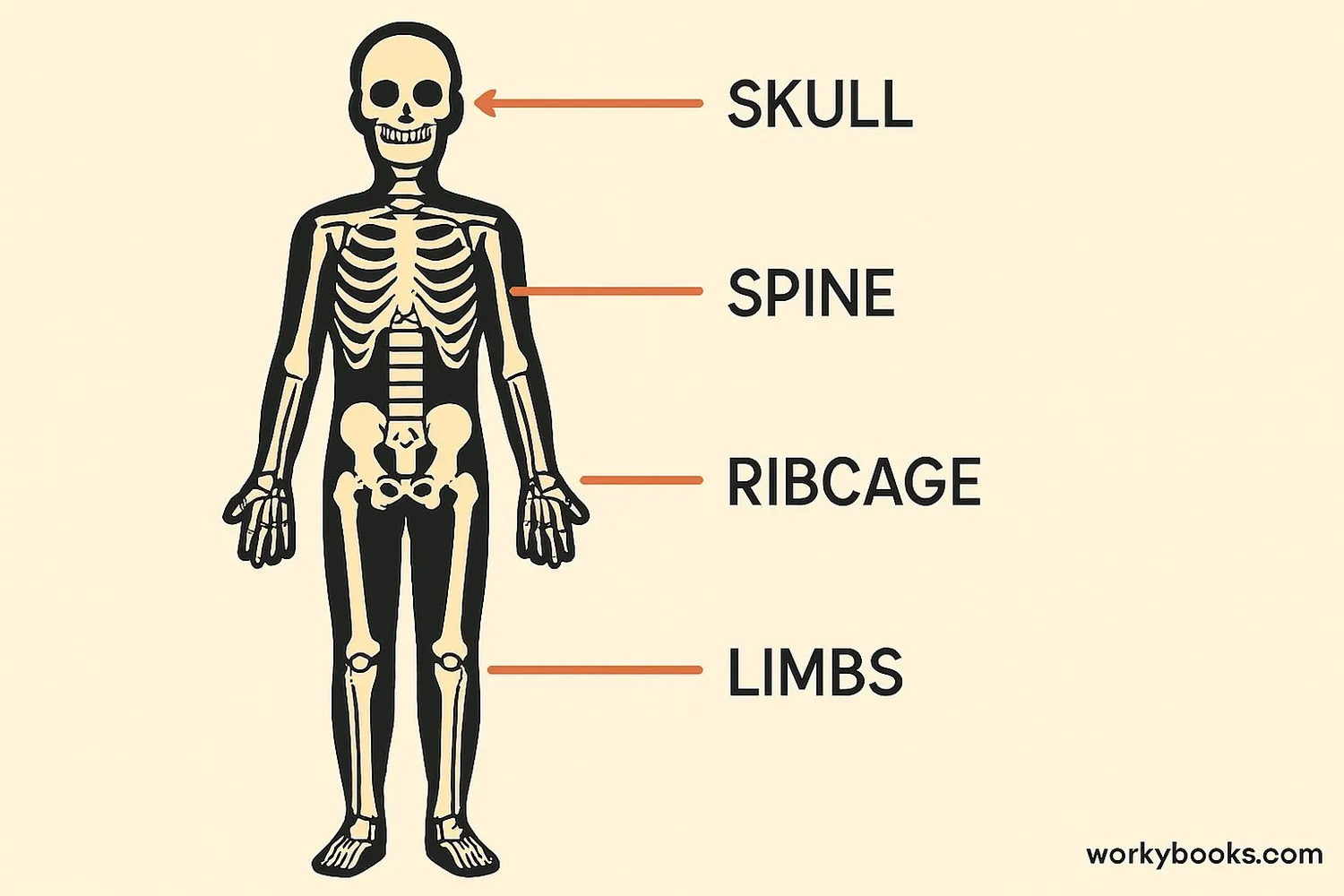 Visual comparison of different skeleton types showing human endoskeleton inside the body