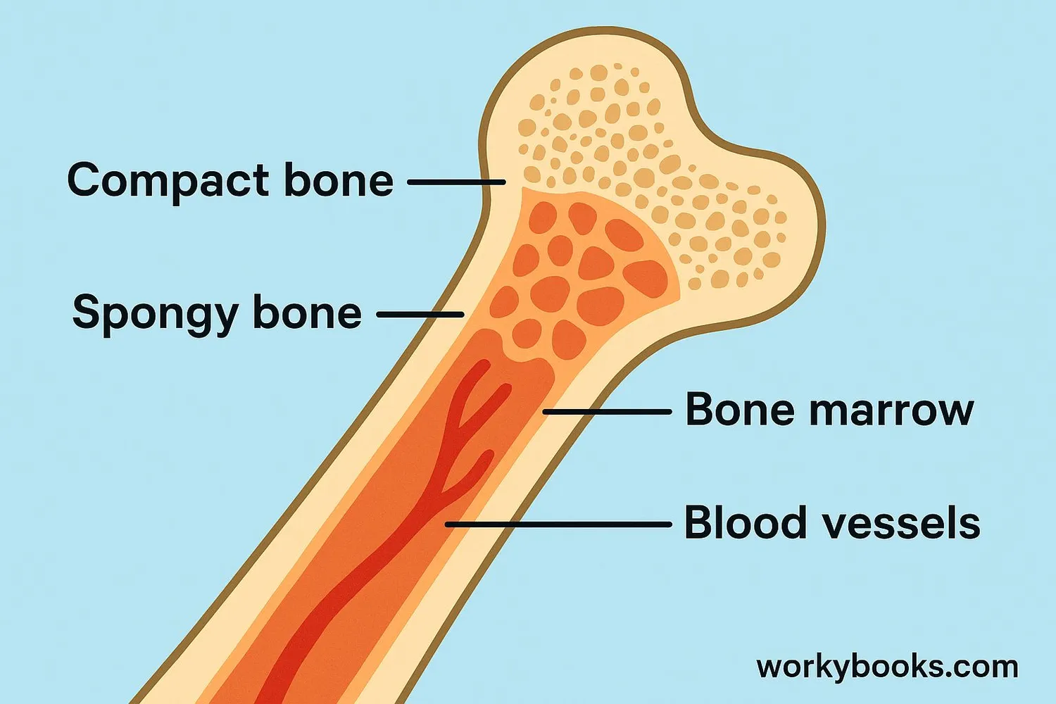 Diagram showing bone structure with compact bone, spongy bone, and bone marrow